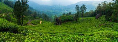Munnar, Kerala. Panorama Manzara Fotoğrafçılığı Çay Çiftliği ve harika doğa manzaraları