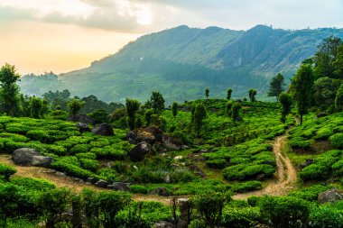 Munnar, Kerala. Panorama Manzara Fotoğrafçılığı Çay Çiftliği ve harika doğa manzaraları
