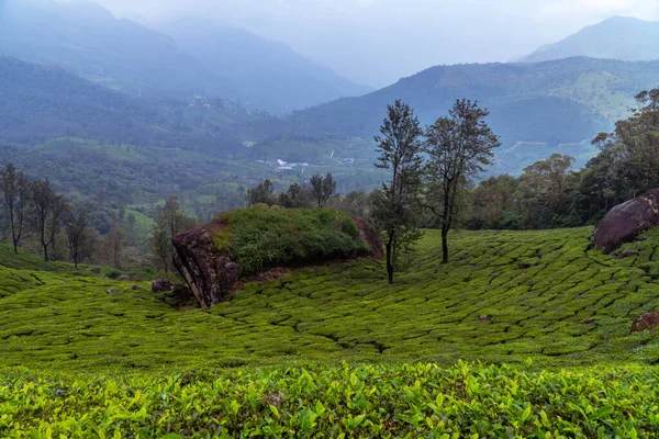 Munnar, Kerala. Panorama Manzara Fotoğrafçılığı Çay Çiftliği ve harika doğa manzaraları