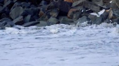Fort Kochi Kerala 4K kumsalındaki kuşlar. 