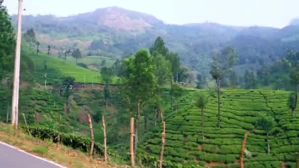 Paisagem Verde Vista Aérea Das Plantações Chá Munnar — Vídeo de Stock