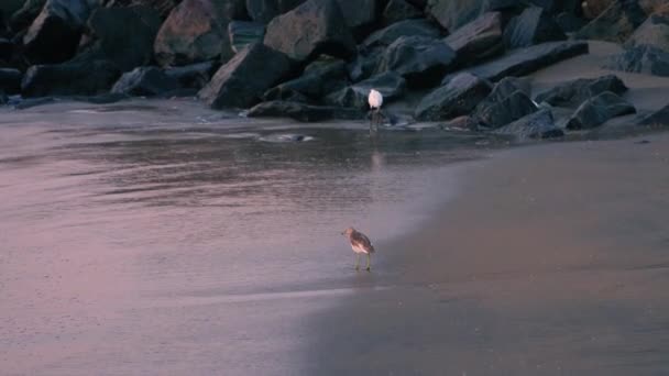 Vögel Sandstrand Von Fort Kochi Kerala — Stockvideo