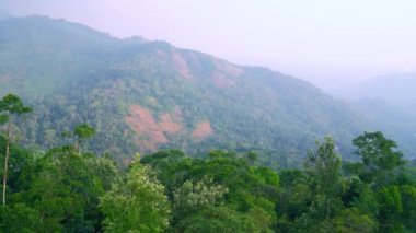 Munnar 'daki Kerala Ormanı' nın doğasında.
