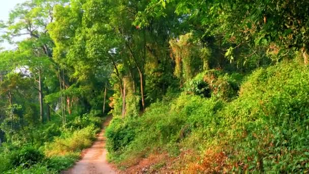 Munnar Daki Kerala Ormanı Nın Doğasında — Stok video