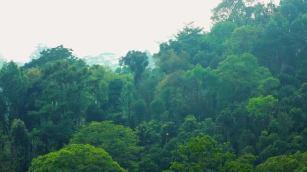 Příroda Divočině Kerala Džungle Munnar — Stock video
