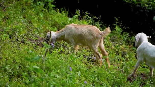 Cabras Disfrutando Los Pastizales Plantación Munnar Kerala — Vídeos de Stock