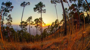 Hindistan, Kasardevi Almora Uttarakhand 'da, çam ormanlarında gün batımı akşam manzarası fotoğrafçılığı.