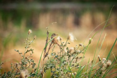 Bir ormanın ucuna tünemiş küçük düz bir prinia kuşu.
