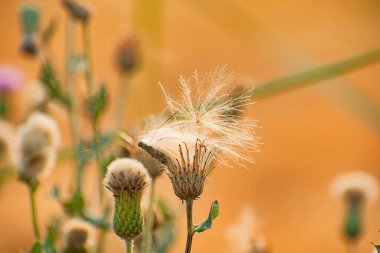Kuru Çiçekler Sıcak Yaz Mevsiminde Özel Çiçek Fotoğrafı