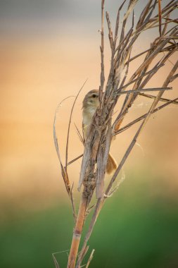 Bir ormanın ucuna tünemiş küçük düz bir prinia kuşu. yaygın terzi kuşu 