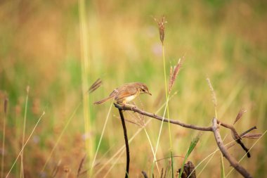 Bir ormanın ucuna tünemiş küçük düz bir prinia kuşu. yaygın terzi kuşu 