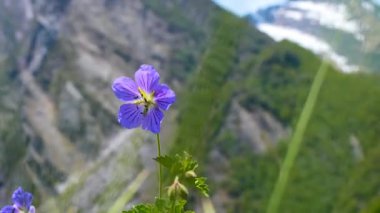 Uttarakhand Ulusal Parkı 'ndaki Anemone Narcissi FloraHimalayalar Dağı