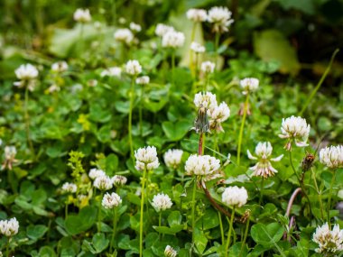 Nandadevi Ulusal Parkı Uttarakhand Çiçek Vadisi 'ne Beyaz Yonca ekti