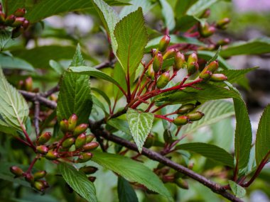 Çiçek Vadisi 'nden kır çiçekleri Ulusal Park Uttarakhand