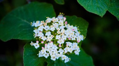 Çiçekler Vadisi 'ndeki Laurustinus bitkileri Nandadevi Ulusal Parkı