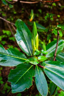 Çiçekler Vadisi 'nde rhododendron insigne