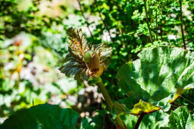 Nandadevi Ulusal Parkı Uttarakhand Çiçek Vadisi 'ne Beyaz Yonca ekti