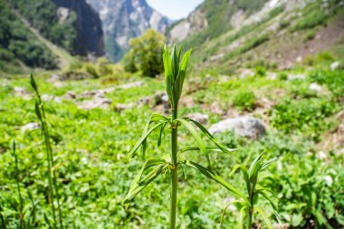 Lilium armenum. Lilium monadelphum. Nadir bir bitki - Beyaz Zambak (Lilium caucasicum) çiçek vadisinde