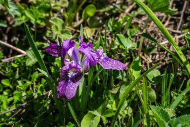 Sibirya Gözü, Çiçekler Vadisi 'nde Nanda Devi Ulusal Parkı Uttarakhand