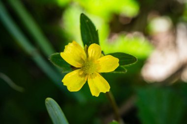 Ranunculus flammula Çiçek vadisindeki zehirli çiçek uttarakhand