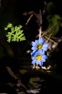 Gentiana pedicellata - Çiçekler Vadisi 'nde Mavi Haşhaş Tatili Nandadevi Ulusal Parkı Uttarakhand Hindistan