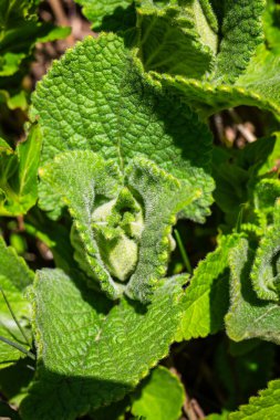 Çiçekler Vadisi 'nde bilinmeyen bitkiler Ulusal Park 2024