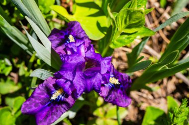 Sibirya Gözü, Çiçekler Vadisi 'nde Nanda Devi Ulusal Parkı Uttarakhand