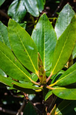 Beyaz Rhododendron Çiçekleri, Buransh olarak da bilinir, çiçek vadisinde. 