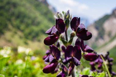 Lupinus Pilosus, Çiçekler Vadisi 'nde Nandadevi Ulusal Parkı Uttarakhand