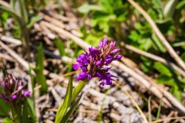 Dactylorhiza cordigera subsp, Nanda Devi Ulusal Parkı, Uttarakhand Hindistan 