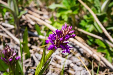 Dactylorhiza cordigera subsp, Nanda Devi Ulusal Parkı, Uttarakhand Hindistan 