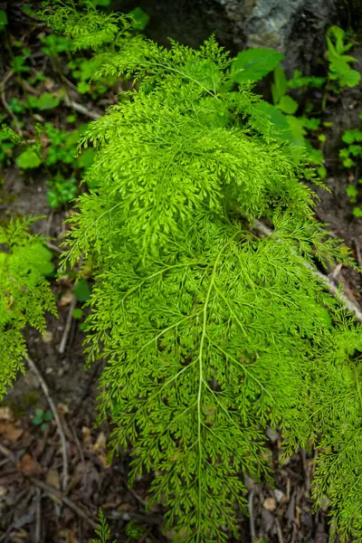 stock image Sphenomeris chinensis, Terrestrial fern with a short creeping rhizome. at Valley of flowers