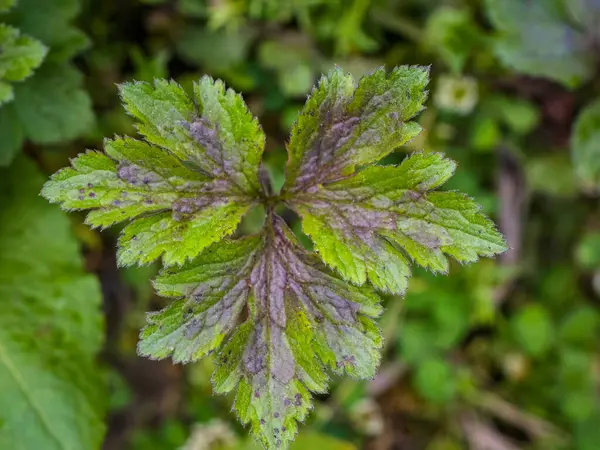 Çiçek Vadisi 'nden kır çiçekleri Ulusal Park Uttarakhand