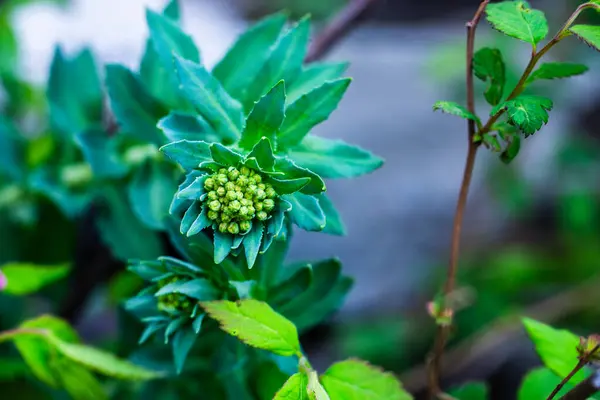 Spiraea japonica, Çiçekler Vadisi Ulusal Parkı 'ndaki Japon çayırkuşu ya da Japon sarmaşığı.