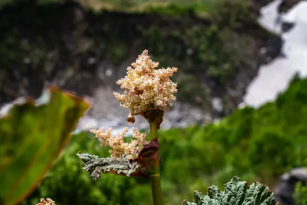Nandadevi Ulusal Parkı Uttarakhand Çiçek Vadisi 'ne Beyaz Yonca ekti