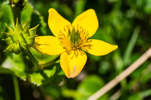 Uttarakhand 'in çiçek vadisinin tepesinde kadife çiçekleri ve Melanostoma mellinum (böcek).