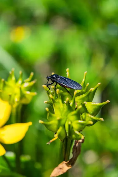 Uttarakhand 'in çiçek vadisinin tepesinde kadife çiçekleri ve Melanostoma mellinum (böcek).