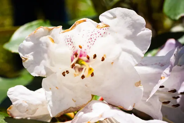 Beyaz Rhododendron Çiçekleri, Buransh olarak da bilinir, çiçek vadisinde. 