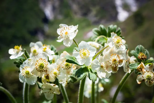 stock image Anemonastrum narcissiflorum, Valley of Flowers Nandadevi National Park Uttarakhand India