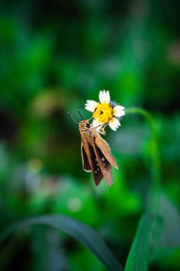 Bir çiçeğin üzerindeki kelebek Aşırı Makro Fotoğrafçılık