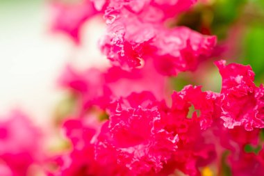 Parlak kırmızı pembe çiçekler arka plan seçici odaklı fotoğrafçılık