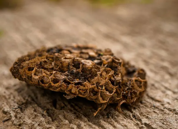 stock image Yellow Jacked Bee house an insect home Construction by Nature