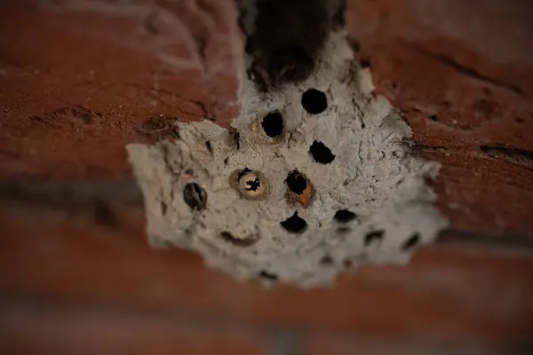Sarı Ceketli Arı Evi Bir Böcek Yuvası Doğanın İnşaatı