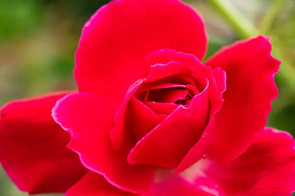 Kırmızı Gül Ekstrem Makro Fotoğraf Arkaplanını Aç