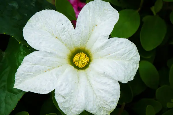 stock image ivy gourd White Flower from garden photography