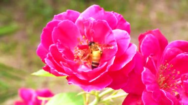 Kırmızı Gül 'de bal arısı, güneşli bir günde.