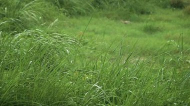 Çimlere düşen yağmurlu kurgu videosu