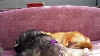 Bağlanma Anıları- Köpekler Birlikte Oynuyor