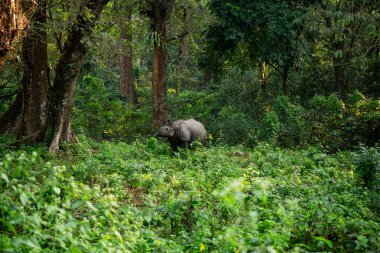 Muhteşem Büyük Boynuzlu Gergedan Jaldapara Ulusal Parkı 'nda.