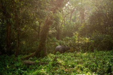 Muhteşem Büyük Boynuzlu Gergedan Jaldapara Ulusal Parkı 'nda.